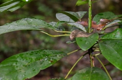 Daphniphyllum calycinum