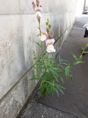 Antirrhinum majus