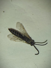 Myzininae