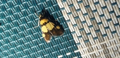 Deuterarcha xanthomela