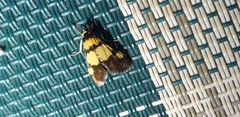 Deuterarcha xanthomela