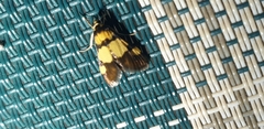 Deuterarcha xanthomela