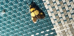 Deuterarcha xanthomela
