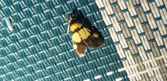 Deuterarcha xanthomela