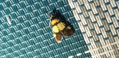 Deuterarcha xanthomela