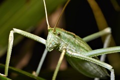 Arachnacris corporalis