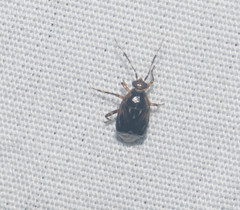 Deraeocoris orientalis