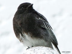 Black Phoebe photo 2