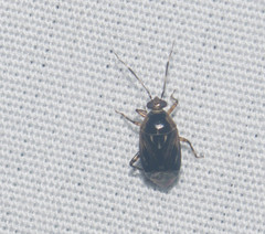 Deraeocoris orientalis
