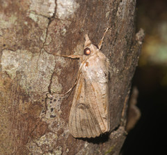 Hypocala deflorata