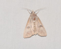 Hypocala deflorata