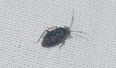 Deraeocoris orientalis