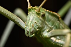 Arachnacris corporalis