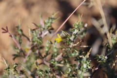 Melolobium candicans