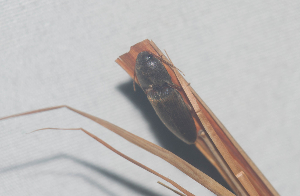 Monocrepidius pallipes