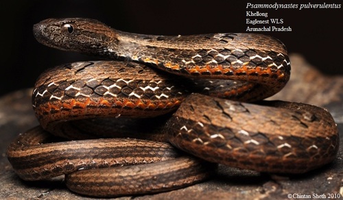 Common Mock Viper, photo 2 of 9