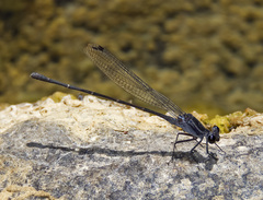 Argia tezpi