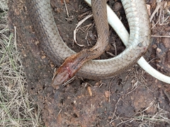 Psammophis mossambicus