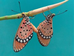 Acraea terpsicore