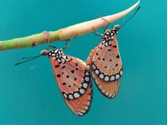Acraea terpsicore