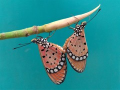 Acraea terpsicore