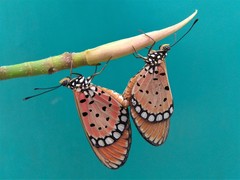 Acraea terpsicore