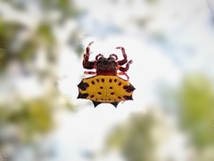Gasteracantha cancriformis