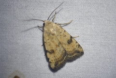 Micrathetis