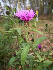 Centaurea phrygia