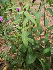 Centaurea phrygia