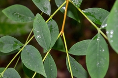 Wikstroemia nutans