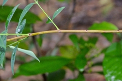 Wikstroemia nutans