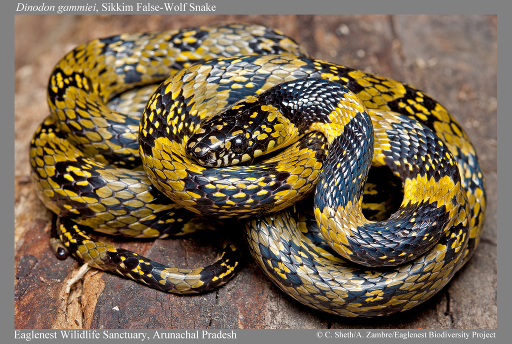 Gammie's Wolf Snake