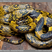 Gammie's Wolf Snake - Photo (c) chintan sheth, some rights reserved (CC BY-NC), uploaded by chintan sheth