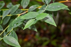 Wikstroemia nutans