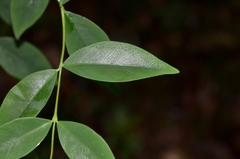 Wikstroemia nutans