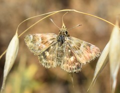 Muschampia baeticus