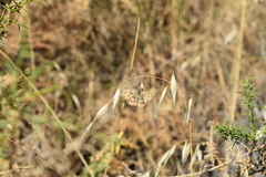 Muschampia baeticus