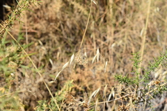Muschampia baeticus