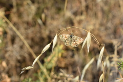 Muschampia baeticus
