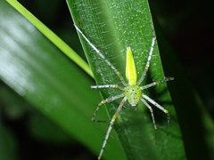 Peucetia