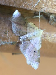 Esthlodora versicolor