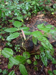 Uraria crinita