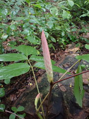 Uraria crinita