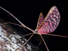 Diesbachia tamyris