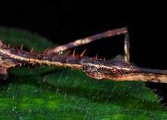 Diesbachia tamyris