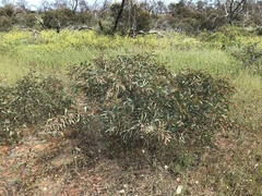 Acacia notabilis
