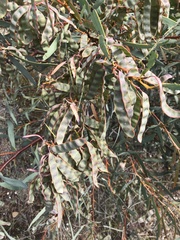 Acacia notabilis