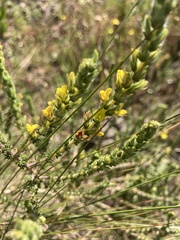 Aspalathus ericifolia