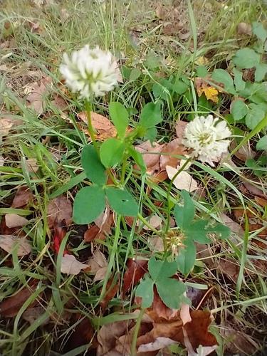 Trifolium hybridum iNat (2)